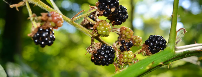 Brombeeren